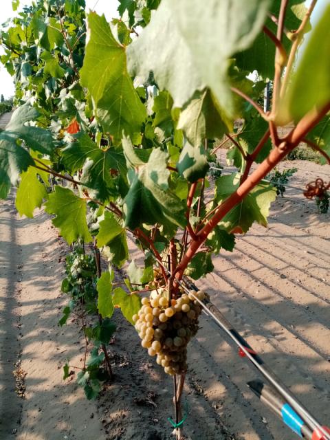 vitis vinifera