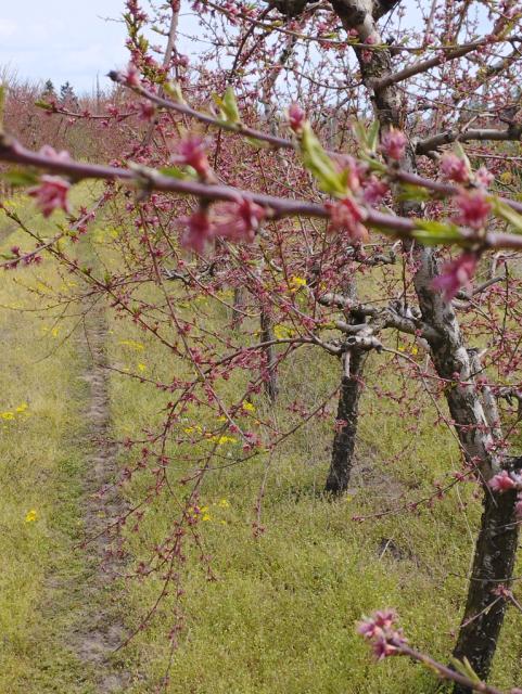 breskva,peach