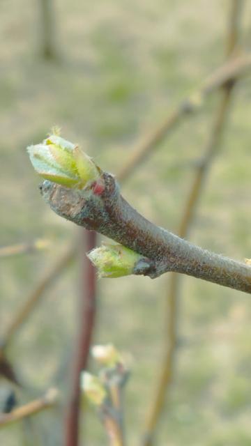 dunja