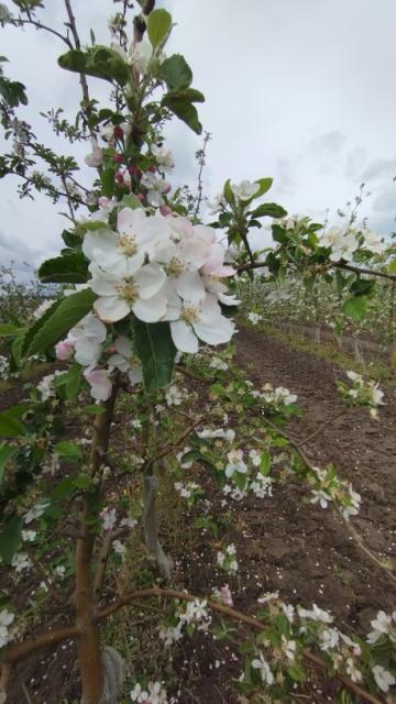 jabuka,apple