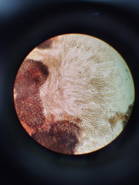 askospore,venturia inaequalis