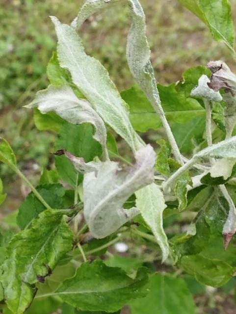 Podosphaera leucotricha,jabuka,apple