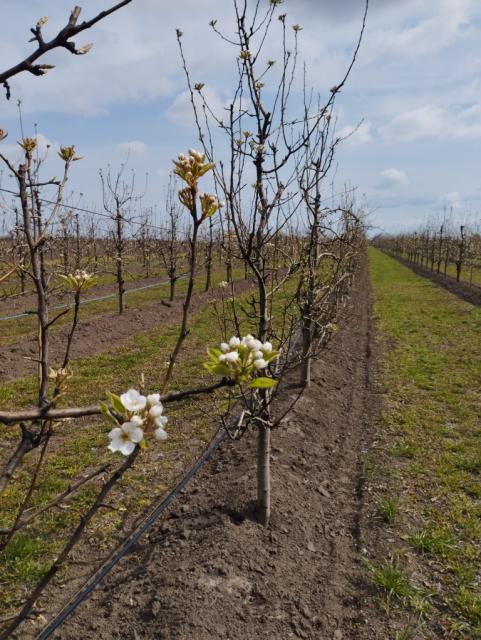 kruška, pear