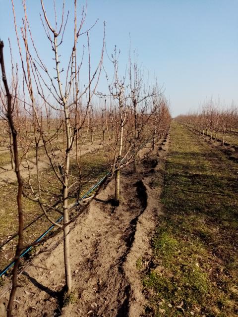 kruška,pear