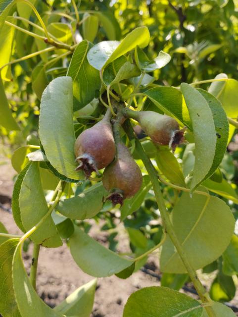 kruška,pear