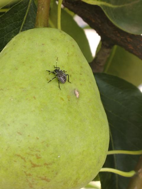 Halyomorpha halys,kruška