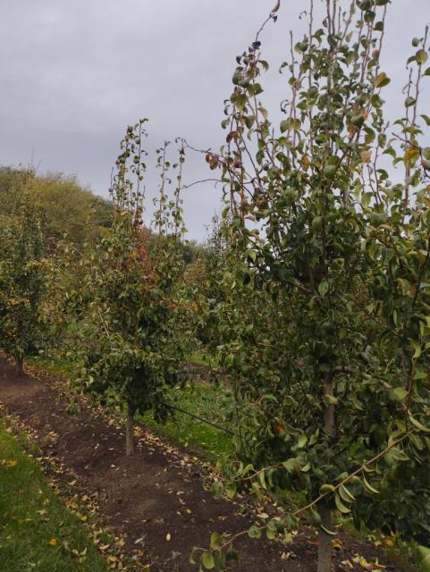 kruska, pear