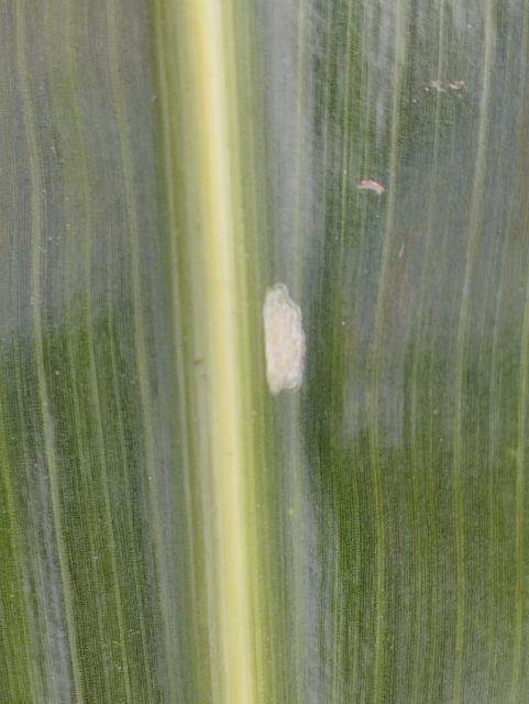 Ostrinia nubilalis, kukuruz