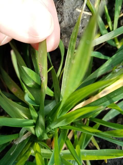 Septoria tritici,pšenica