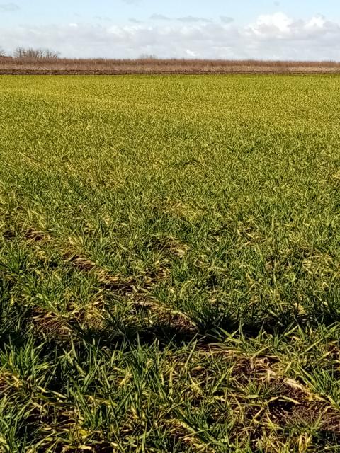 ječam,barley