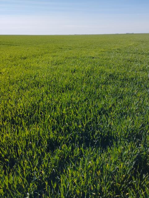 pšenica,wheat