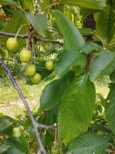 tresnja, cherry