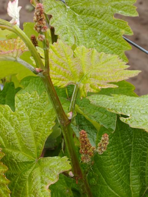 vitis vinifera