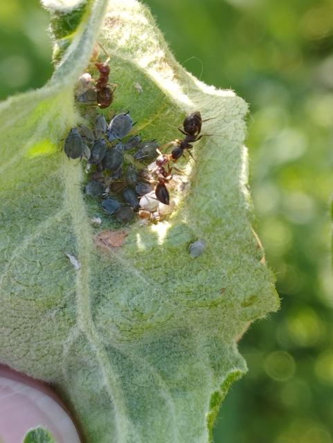 dysaphis plantaginea