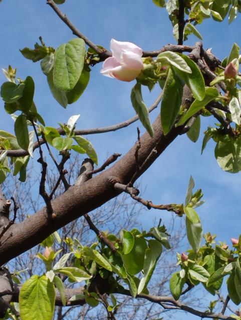 dunja,quince
