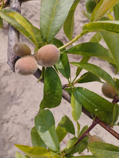 breskva,peach
