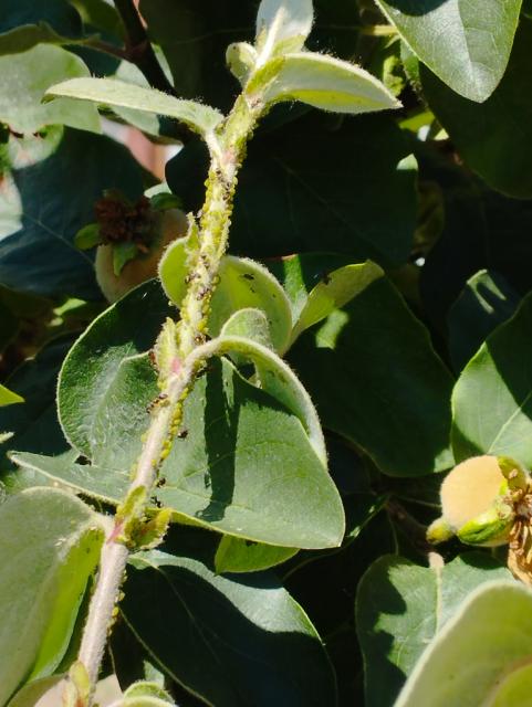 vaši,aphididae,dunja,qunce