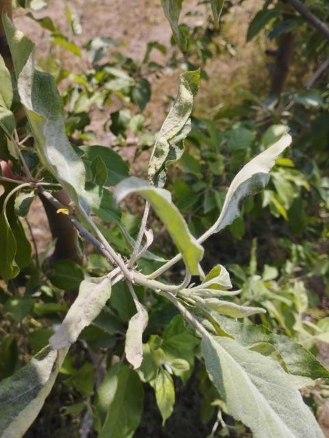 Podosphaera leucotricha