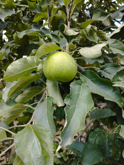 faza razvoja