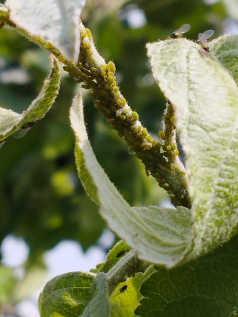 Aphididae