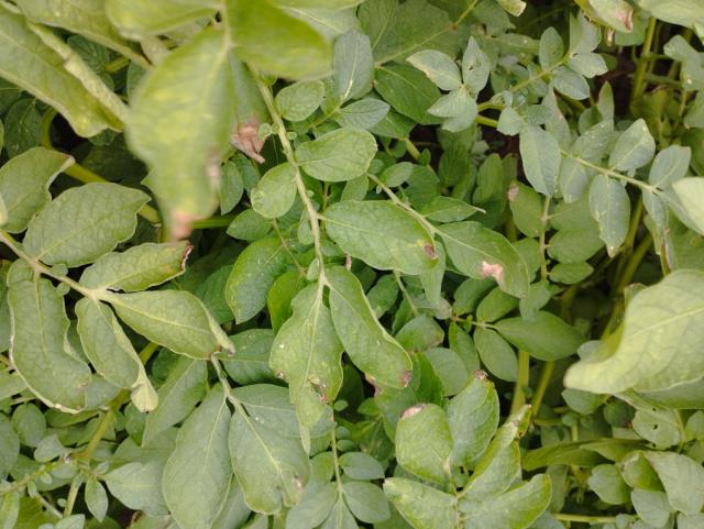Phytophtora infestans