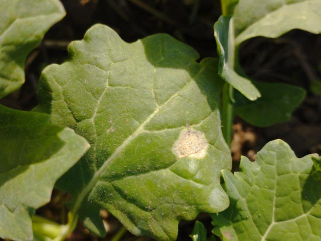 Phoma lingam