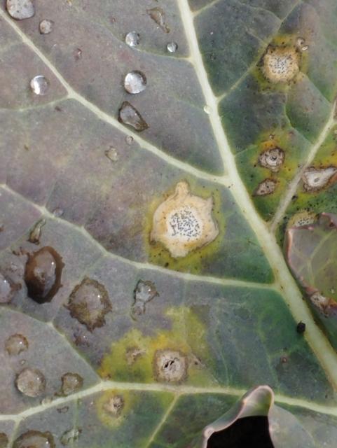 phoma lingam, uljana repica