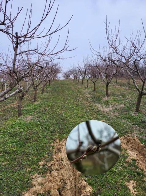 Zasad bresaka u mirovanju BBCH 00