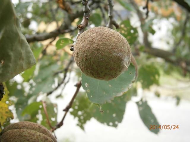 Clasterosporium carpophilum