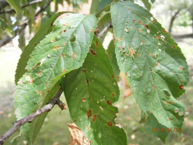 Clasterosporium carpophilum