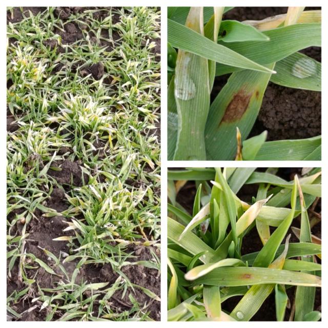 Ječam simptomi oštećenja od mraza i simptomi mrežaste pegavosti