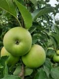 Faza razvoja jabuke